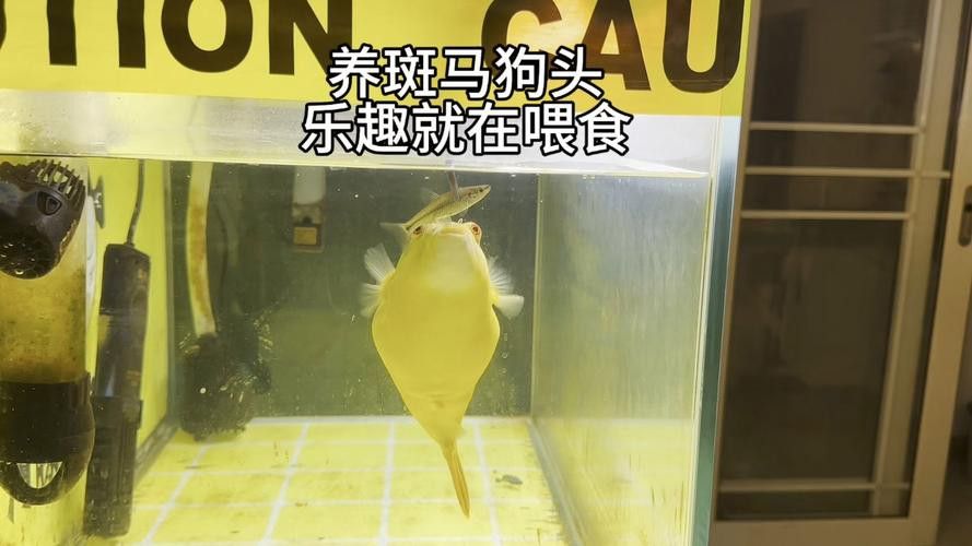 斑馬狗頭魚和龍魚混養可以嗎圖片 斑馬狗頭魚和龍魚混養可以嗎圖片 龍魚百科 第22張