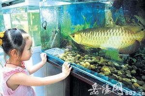 金龍魚扒缸底【金龍魚扒缸底的原因】