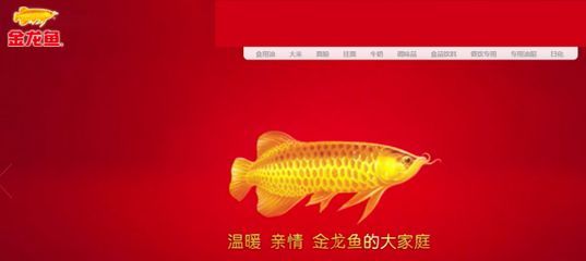 金龍魚營銷案例分析（金龍魚品牌發展歷程）