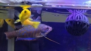 飼養(yǎng)紅龍魚用哪些設(shè)備：飼養(yǎng)紅龍魚需要準(zhǔn)備以下設(shè)備 飼養(yǎng)紅龍魚用哪些設(shè)備：飼養(yǎng)紅龍魚需要準(zhǔn)備以下設(shè)備 龍魚百科 第2張