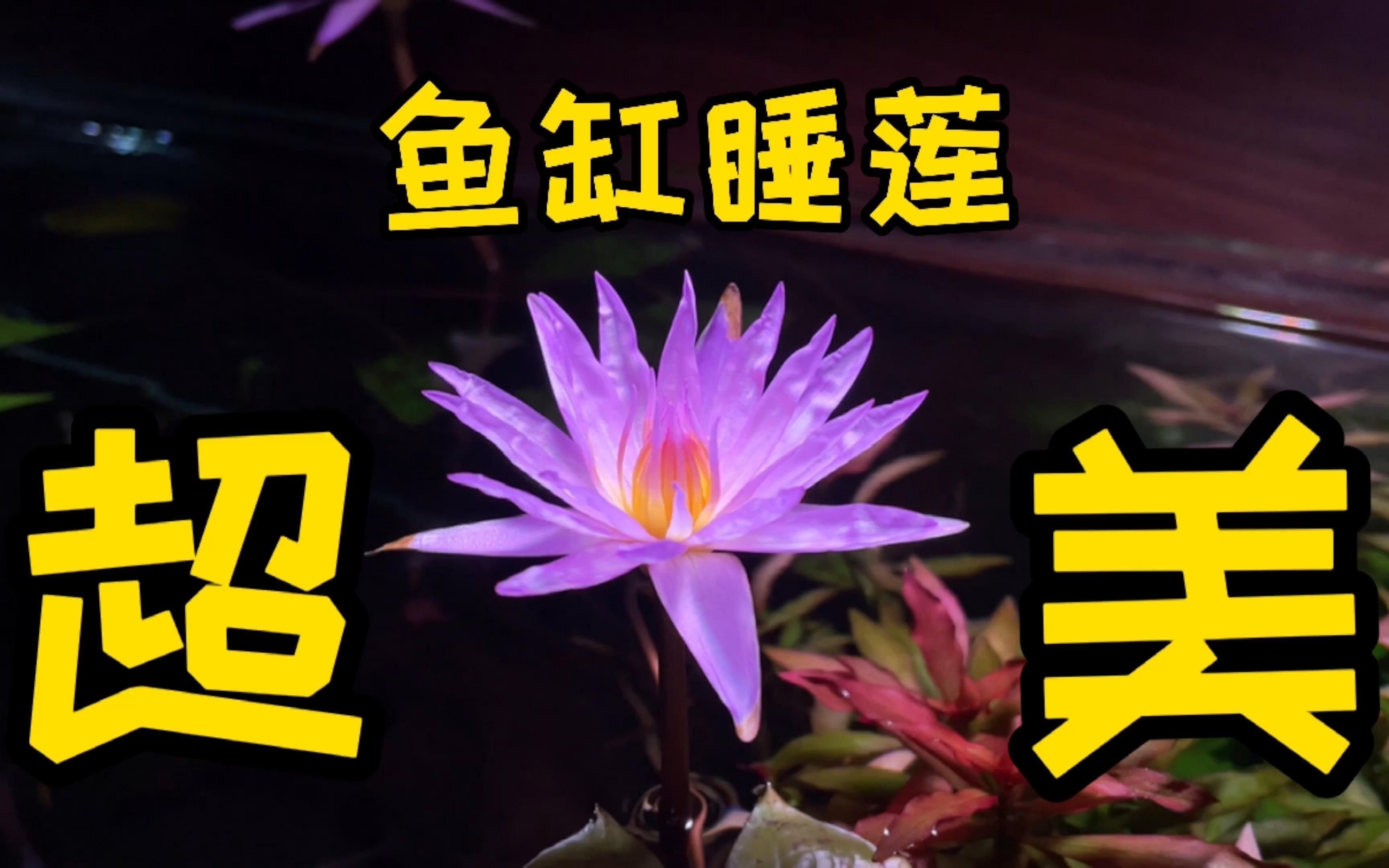 如何選擇合適的魚缸背景？