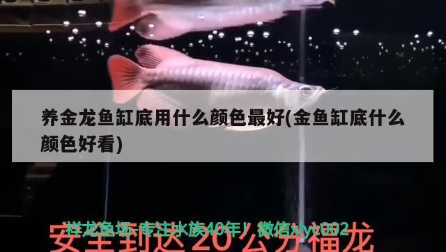 養(yǎng)金龍魚缸底用什么顏色最好(金魚缸底什么顏色好看)