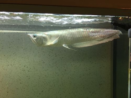 銀龍魚爛鰭怎么辦圖片大全
