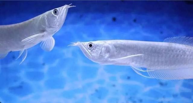 銀龍魚爛鰭怎么辦圖片大全