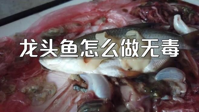 龍頭魚中毒的死亡率有多高？ 龍頭魚中毒的死亡率有多高？ 龍魚百科 第1張