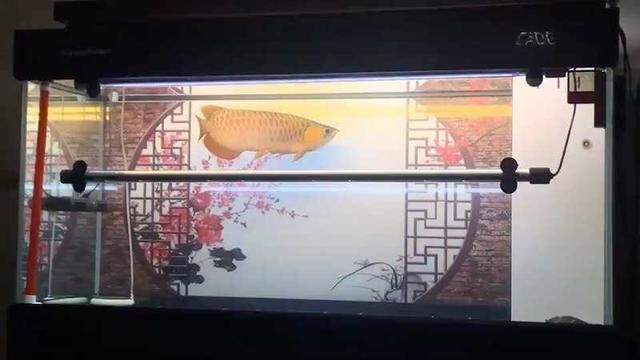 龍魚怎么挑選最好的魚，如何挑選一條好的龍魚