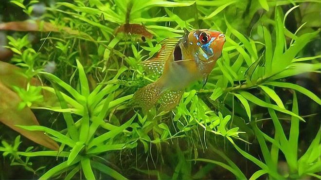 龍魚內寄生蟲多久驅一次？ 龍魚內寄生蟲多久驅一次？ 龍魚百科 第2張