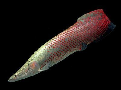 龍魚 爛尾 貼吧：龍魚和巨骨舌魚和巨骨舌魚的區(qū)別在哪里龍魚和巨骨舌魚的區(qū)別在哪