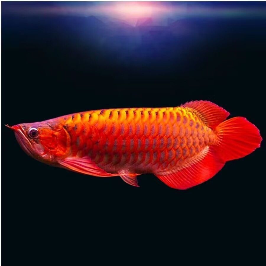 泡藥水的金龍魚怎么鑒別：如何鑒別泡藥水的金龍魚 泡藥水的金龍魚怎么鑒別：如何鑒別泡藥水的金龍魚 龍魚百科 第3張