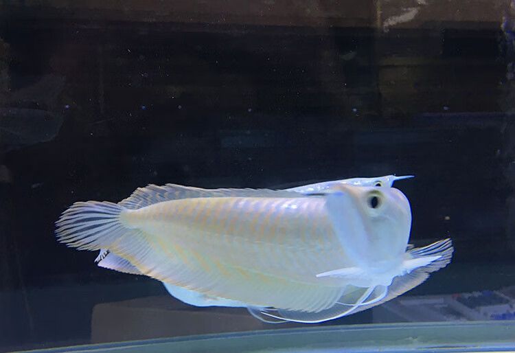 泡藥水的金龍魚怎么鑒別：如何鑒別泡藥水的金龍魚 泡藥水的金龍魚怎么鑒別：如何鑒別泡藥水的金龍魚 龍魚百科 第4張