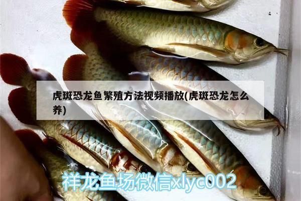 恐龍魚能繁殖嗎（六角恐龍魚繁殖期管理技巧，恐龍魚繁殖后的幼魚養護） 恐龍魚能繁殖嗎（六角恐龍魚繁殖期管理技巧，恐龍魚繁殖后的幼魚養護） 龍魚百科 第2張