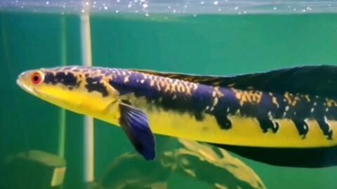 龍魚怎么搬運