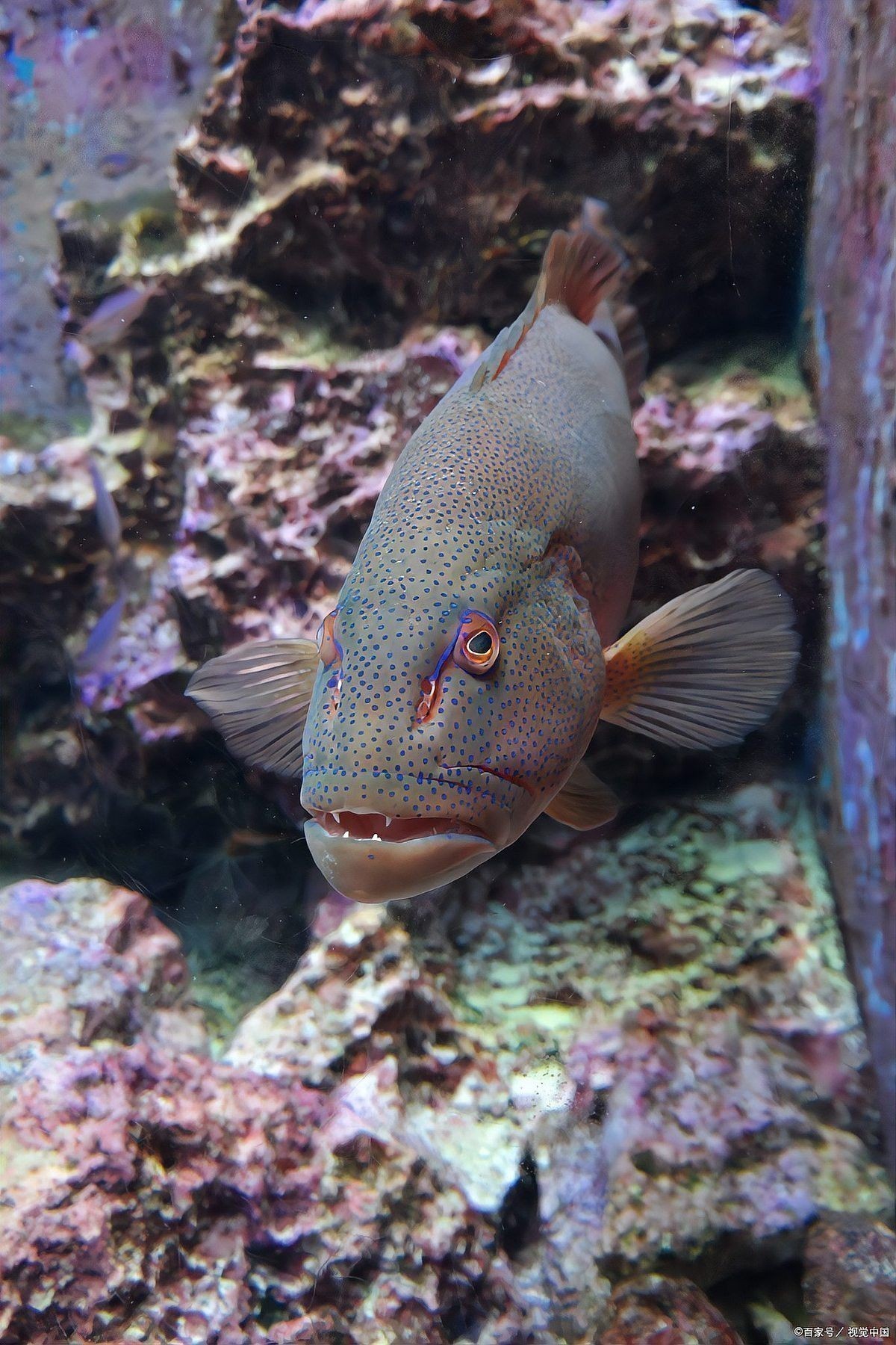 曼龍魚能跟斑馬魚混養嗎？