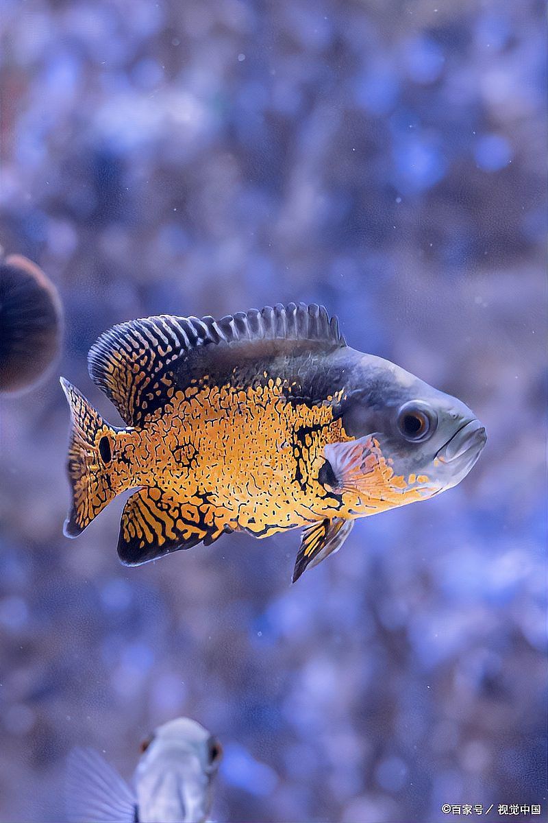 曼龍魚能跟斑馬魚混養嗎？