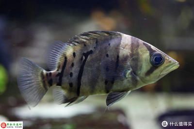 龍魚身上長了黑色絮狀物：龍魚身上長了黑色絮狀物可能是水霉病或黑點病的癥狀