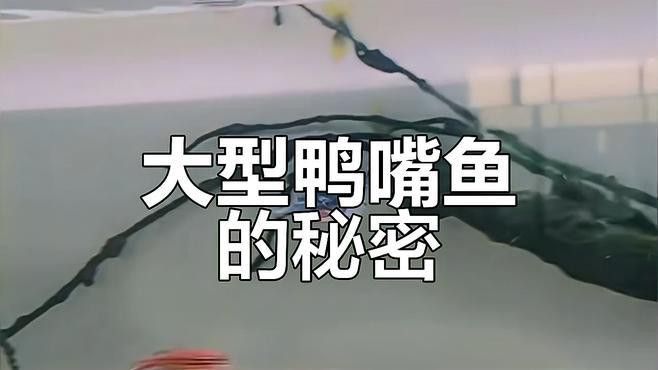 海水觀賞魚鴨嘴龍魚