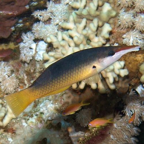海水觀賞魚鴨嘴龍魚