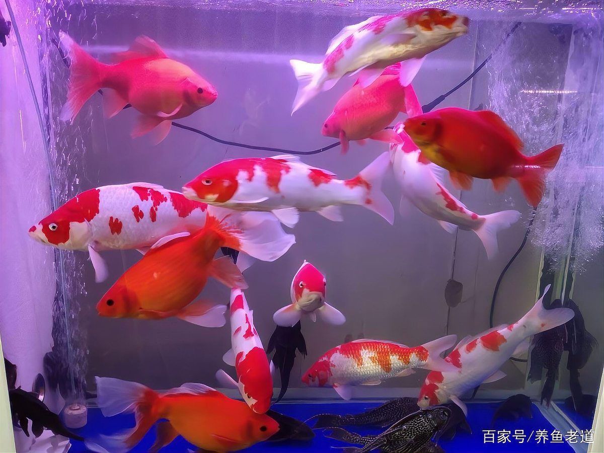 錦鯉一個(gè)月不換水可以嗎