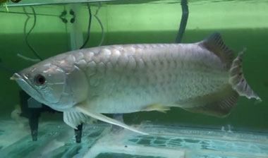 金龍魚吃食視頻：金龍魚吃食優(yōu)酷《金龍魚吃食視頻》 金龍魚吃食視頻：金龍魚吃食優(yōu)酷《金龍魚吃食視頻》 龍魚百科 第3張