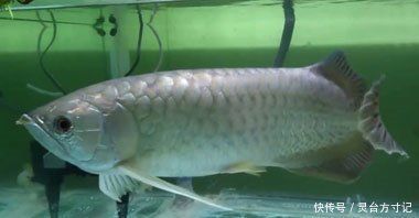 金龍魚吃食視頻：金龍魚吃食優(yōu)酷《金龍魚吃食視頻》 金龍魚吃食視頻：金龍魚吃食優(yōu)酷《金龍魚吃食視頻》 龍魚百科 第1張
