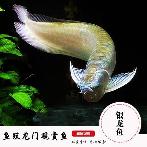 金龍魚和銀龍魚能混養嗎圖片對比