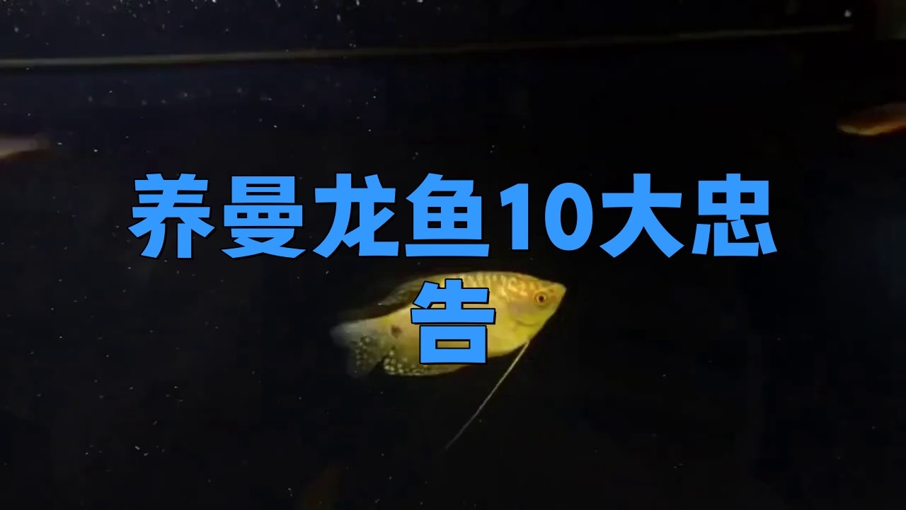 如何預防藍曼龍魚疾病？