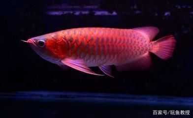 紅龍魚拍賣價格記錄查詢官網(wǎng)下載（紅龍魚拍賣價格查詢）