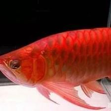 紅龍魚拍賣價格記錄查詢官網下載（紅龍魚拍賣價格查詢）