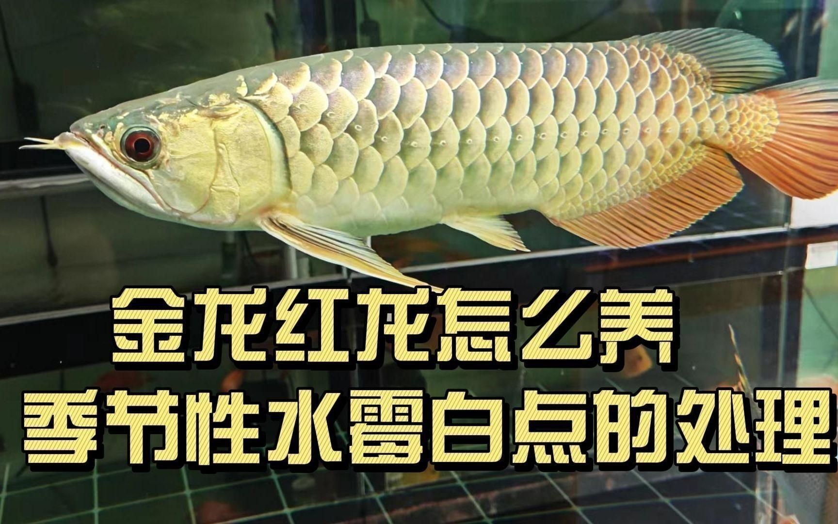 龍魚水霉病最佳治療方法是什么？