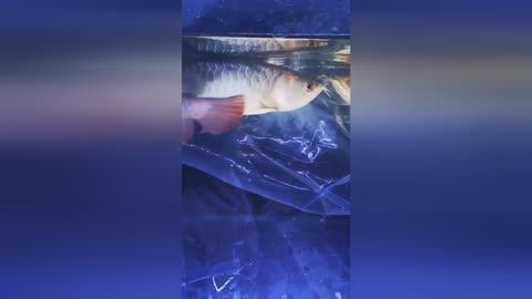 龍魚脹氣自己能恢復嗎（龍魚脹氣是否能自愈取決于脹氣的原因和嚴重程度和嚴重程度）