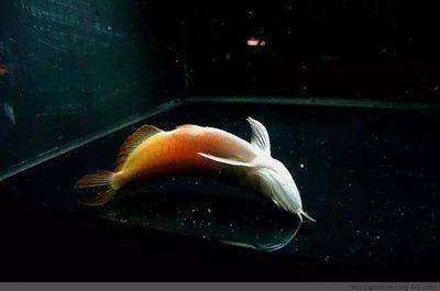 龍魚脹氣自己能恢復(fù)嗎（龍魚脹氣是否能自愈取決于脹氣的原因和嚴(yán)重程度和嚴(yán)重程度）