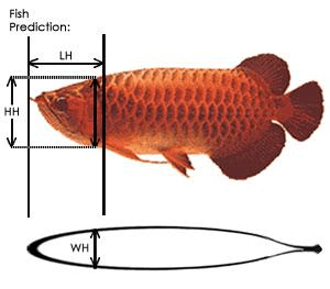 紅龍魚吃什么發(fā)色快些（紅龍魚吃什么發(fā)色快些呢）