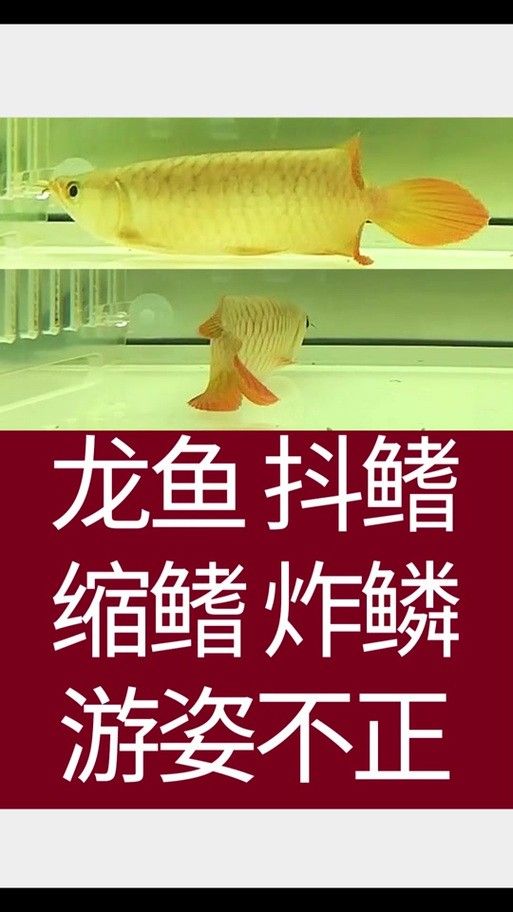 龍魚飄起來了怎么回事兒圖片