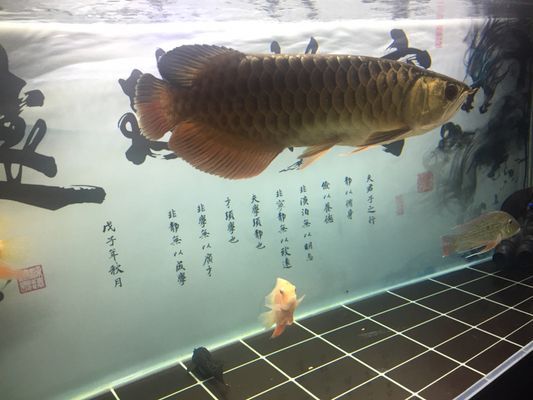 龍魚開尾手術:關于龍魚開尾手術的詳細介紹 龍魚百科 第2張 龍魚開尾手術:關于龍魚開尾手術的詳細介紹 龍魚開尾手術:關于龍魚開尾手術的詳細介紹 龍魚百科 第2張