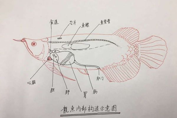 龍魚開尾手術:關于龍魚開尾手術的詳細介紹 龍魚百科 第5張 龍魚開尾手術:關于龍魚開尾手術的詳細介紹 龍魚開尾手術:關于龍魚開尾手術的詳細介紹 龍魚百科 第5張