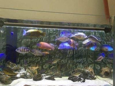 家養龍魚能繁殖嗎：家養的龍魚能繁殖嗎，