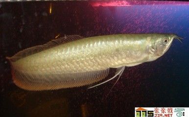 養銀龍魚好不好養活一點：養銀龍魚好不好養活一點銀龍魚好不好養活一點