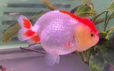 哪里的龍魚最好看：印尼、馬來西亞和新加坡等地的龍魚最好看，值得收藏