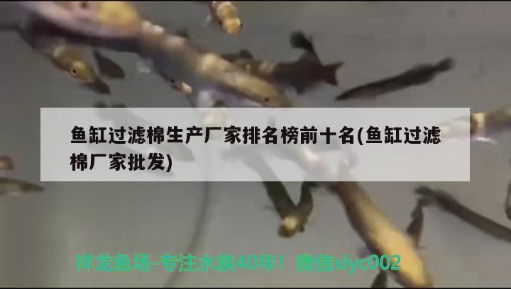 龍魚混養(yǎng)最佳配魚方法是什么：龍魚混養(yǎng)注意事項
