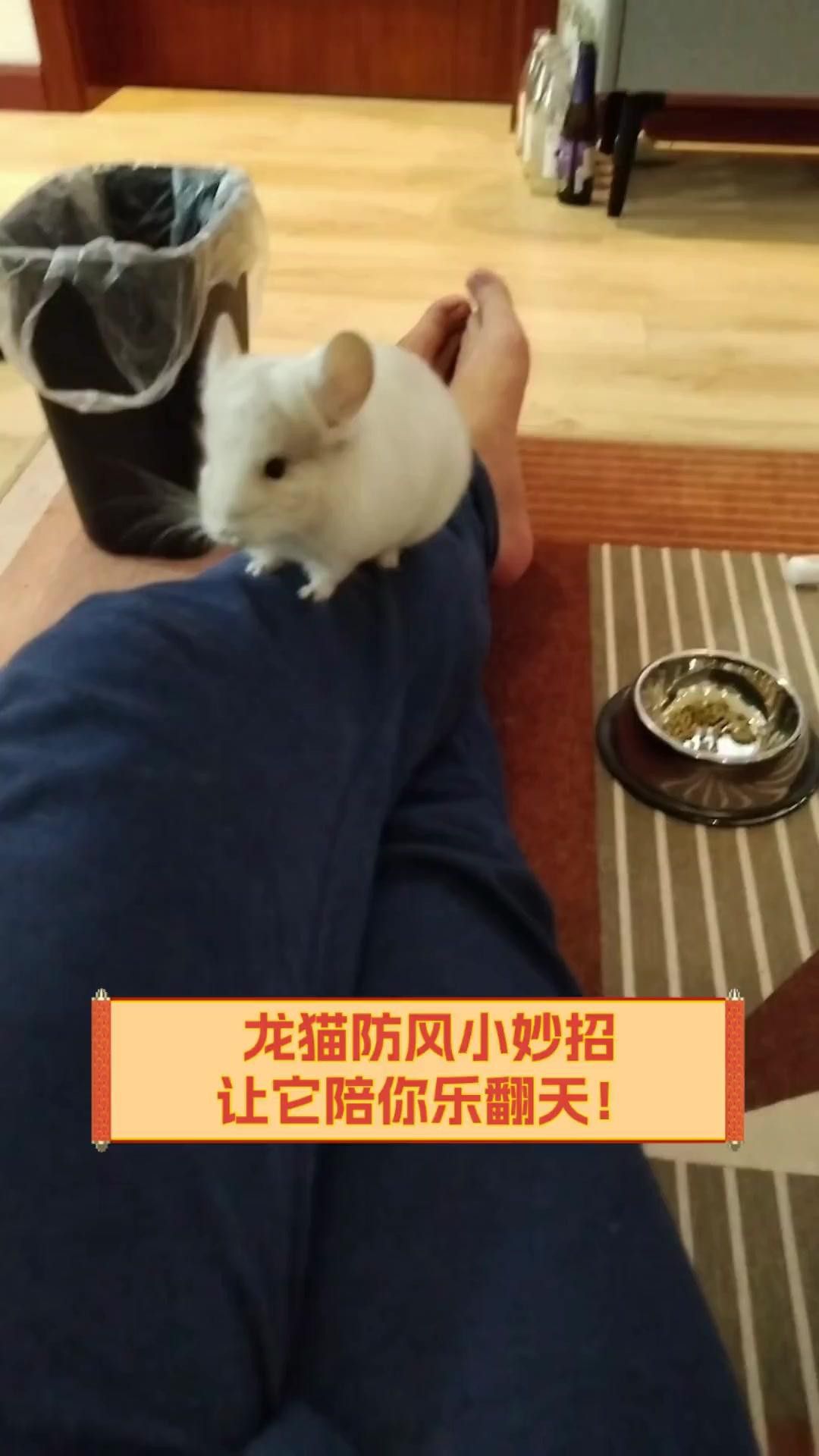 龍貓放風時如何避免越獄？