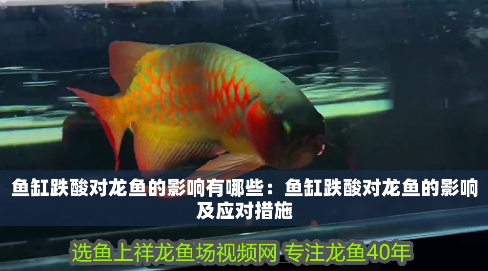魚缸跌酸對龍魚的影響有哪些：魚缸跌酸對龍魚的影響及應對措施