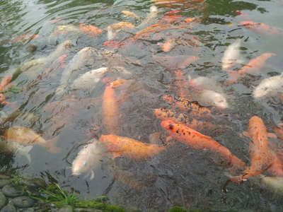 龍魚吃錦鯉飼料嗎會死嗎：龍魚吃錦鯉飼料會死亡嗎