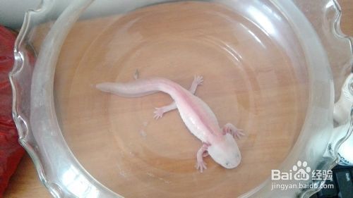 六角恐龍魚的飼養方法：六角恐龍魚日常護理要點六角恐龍魚繁殖技巧