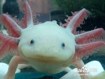 六角恐龍魚的飼養方法：六角恐龍魚日常護理要點六角恐龍魚繁殖技巧