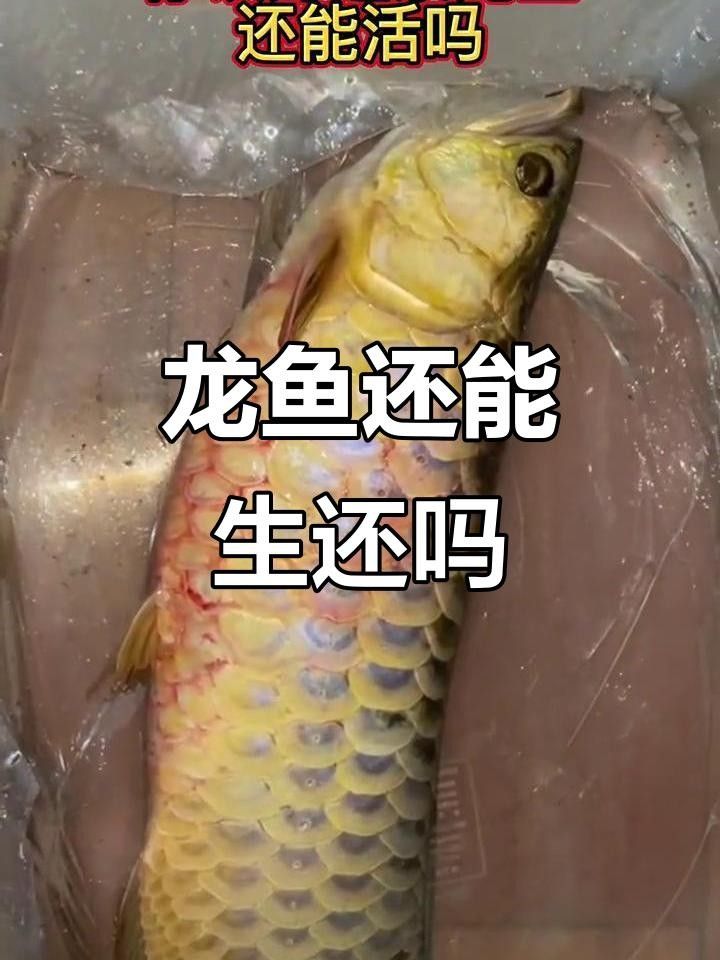 龍魚魚鰭充血后應該如何處理？