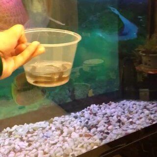 紅龍魚溫度26度跳缸了會(huì)死嗎（紅金龍魚跳缸死亡360問答360問答）