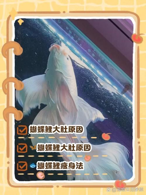 錦鯉懷孕肚子圖片