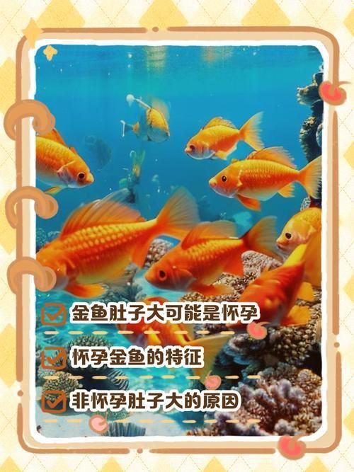 錦鯉懷孕肚子圖片