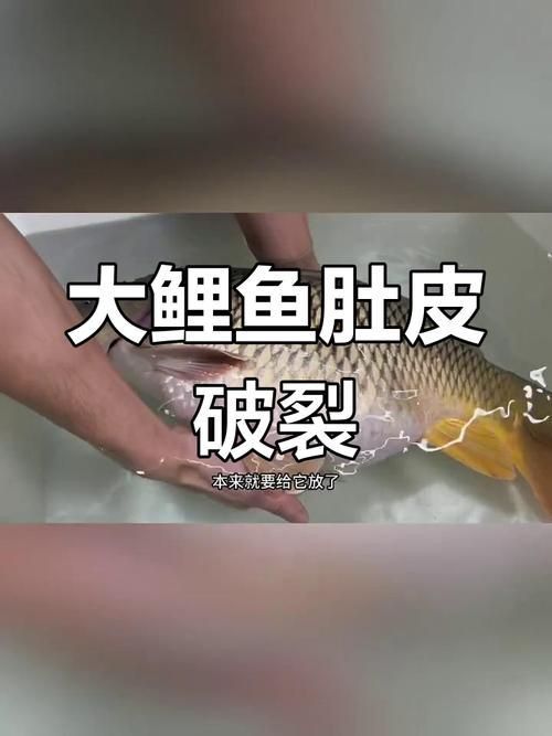 錦鯉懷孕肚子圖片