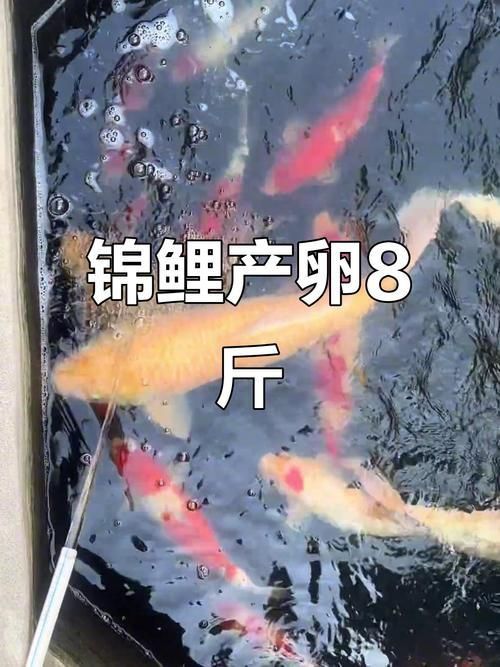 錦鯉懷孕肚子圖片